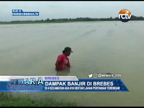 Dampak Banjir Brebes, Ada 616 Hektar Di 4 Kecamatan Lahan Pertanian Terendam