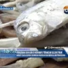 Pengusaha Ikan Asin Di Indramayu Terancam Gulung Tikar