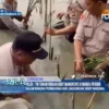 Polri - TNI Tanam Ribuan Bibit Mangrove Di Mundu Pesisir