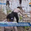 Polres Cirebon Kota Dan Forkopimda Tanam 7000 Bibit Mangrove