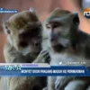 Monyet Ekor Panjang Masuk Ke Permukiman