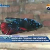 Budidaya Ikan Cupang Hias Kian Digandrungi