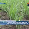 2.200 Hektar Lahan Tebu Terancam Mati Suri