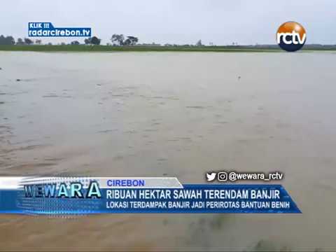 Ribuan Hektar Sawah Terendam Banjir