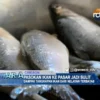Pasokan Ikan Ke Pasar Jadi Sulit