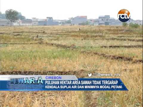 Puluhan Hektar Area Sawah Tidak Tergarap