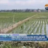 Pemkab Cirebon Pertahankan 40 Hektar Lahan Abadi
