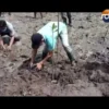 Padat Karya Penanaman Mangrove Bantu Pemulihan Ekonomi Sultra