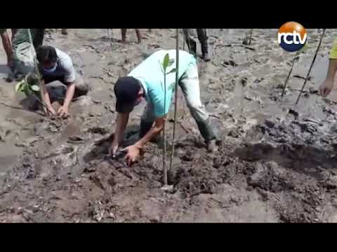 Padat Karya Penanaman Mangrove Bantu Pemulihan Ekonomi Sultra
