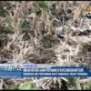 Ribuan Hektar Lahan Pertanian di 10 Kecamatan Mati Suri