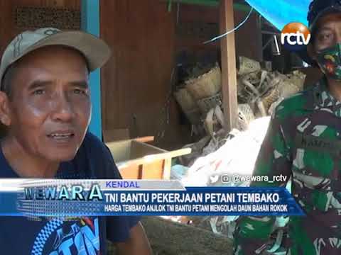 TNI Bantu Pekerjaan Petani Tembako