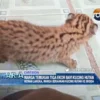 Warga Temukan Tiga Ekor Bayi Kucing Hutan