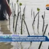 Pentingnya Konservasi Mangrove Bagi Lingkungan