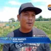 Pertanian Cabai di Cirebon Nyaris Rusak