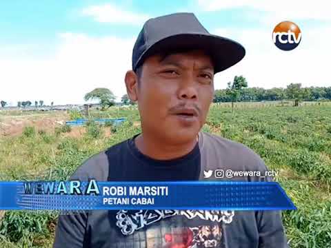 Pertanian Cabai di Cirebon Nyaris Rusak
