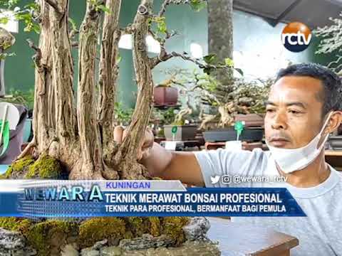 Teknik Merawat Bonsai Profesional