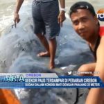 Seekor Paus Terdampar di Perairan Cirebon