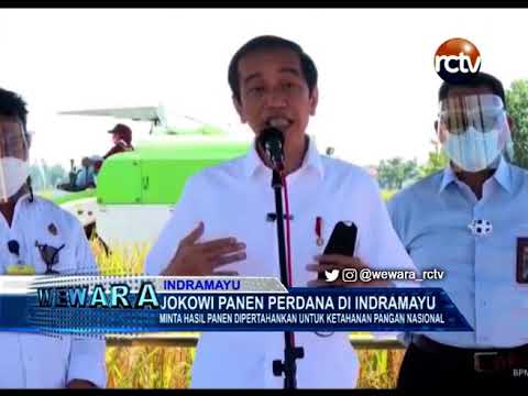 Jokowi Panen Perdana di Indramayu