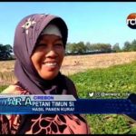 Petani Timun Suri di Cirebon Lesu