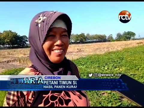 Petani Timun Suri di Cirebon Lesu