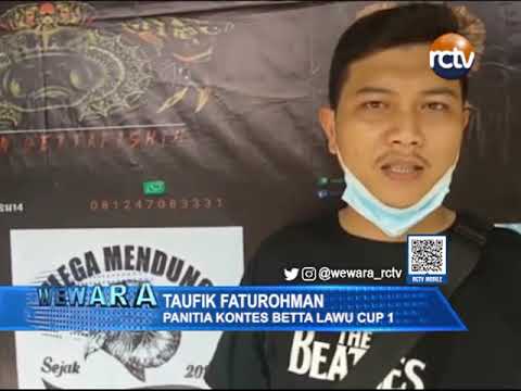 Kontes Ikan Cupang Betta Lawu Cup 1