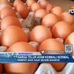 Harga Telur Ayam Kembali Normal