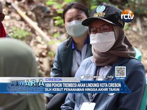 1000 Pohon Trembesi akan Lindungi Kota Cirebon