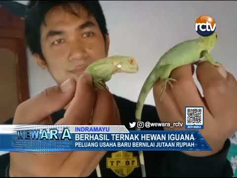Berhasil Ternak Hewan Iguana