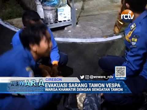 Evakuasi Sarang Tawon Vespa