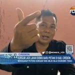 Sorgum Jadi Lahan Bisnis Baru Petani di Kab. Cirebon