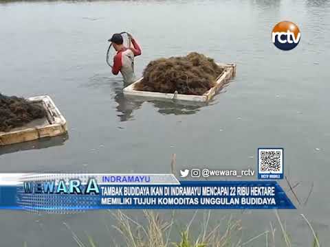 Tambak Budidaya Ikan Di Indramayu Mencapai 22 Ribu Hektare