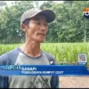 Warga Desa Cangkingan Sukses Budidaya Rumput Odot