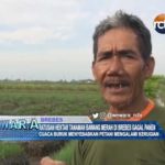 Ratusan Hektar Tanaman Bawang Merah di Brebes Gagal Panen