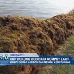 KKP Dukung Budidaya Rumput Laut