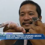 Hobi dan Ternak Leopard Gecko