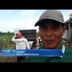Warga Desa Serang Wetan Swadaya Perbaiki Jalan Rusak