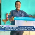 Damkar Kota Cirebon Evakuasi Ular Kobra Jawa
