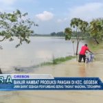 Banjir Hambat Produksi Pangan Di Kec. Gegesik