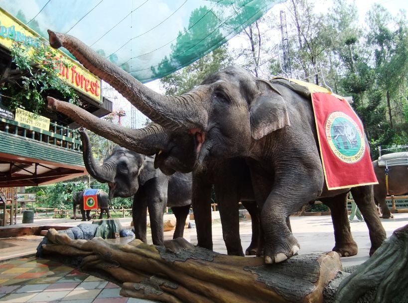 Foto: wikipedia/taman safari/Daerah Wisata Bogor