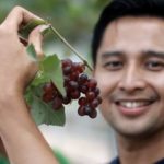 Petik Anggur Sendiri di Subang