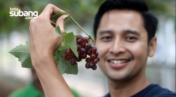 Petik Anggur Sendiri di Subang