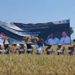 Irjen kementan panen raya padi di Kabupaten Cirebon