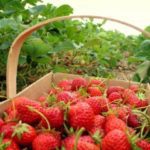Kebun Strawberry