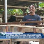 Dinas Pertanian Himbau Penjual Hewan Kurban Lengkapi Dokumen