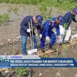 PNM Cirebon Lakukan Penanaman 10.000 Mangrove Di Muara Mundu