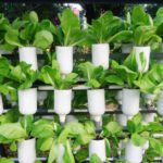 cara menanam hidroponik dengan bahan bekas dan sederhana di rumah anda,Yuk mari praktek kan sekarang juga !