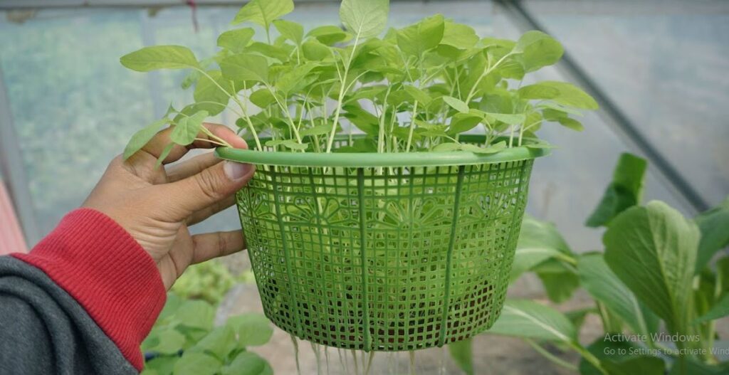 cara menanam tanaman hidroponik