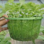 cara menanam tanaman hidroponik
