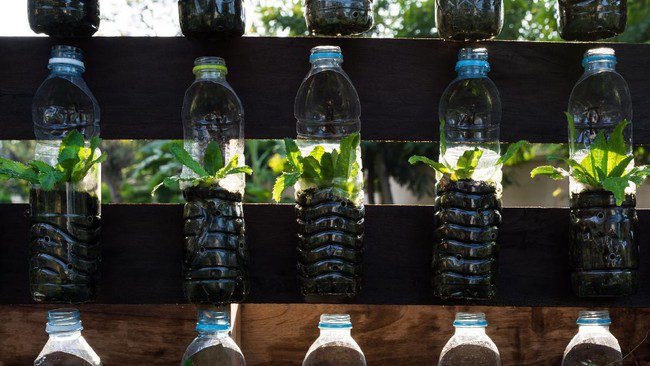 Yuk! Buat Hidroponik Murah & Mudah Menggunakan Botol Aqua Bekas, Simak Caranya Di Sini!