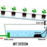 Begini Cara Mudah Menerapkan Sistem Hidroponik NFT